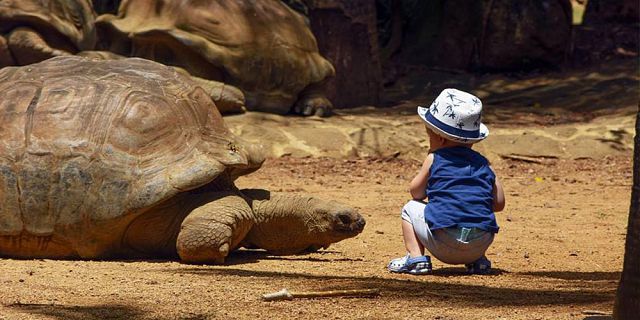 Themed adventure packages at crocodile giant tortoises park  (8)